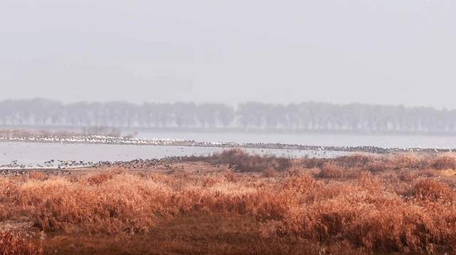 冬季到武汉郊区这座湿地观鸟群落霞孤鹜雷竞技APP齐飞完备还原古诗意境(图4)