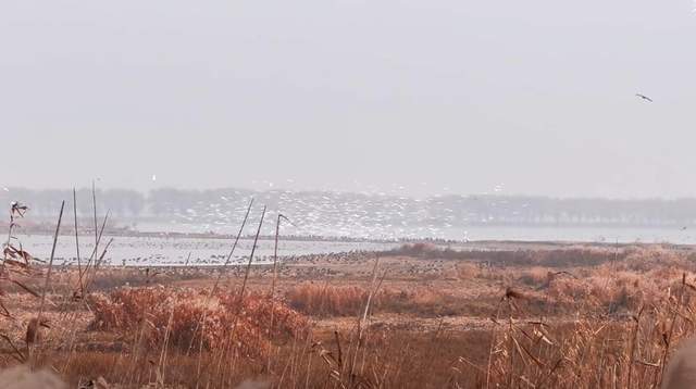 冬季到武汉郊区这座湿地观鸟群落霞孤鹜雷竞技APP齐飞完备还原古诗意境(图5)